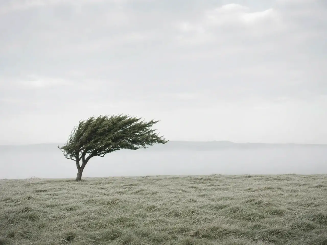Community solitary fog tree scene