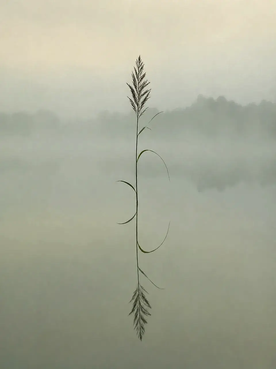 Solitary Nature Forms
